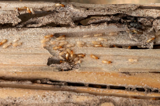 Best Pest Inspection Near Me  in Franklin, WI